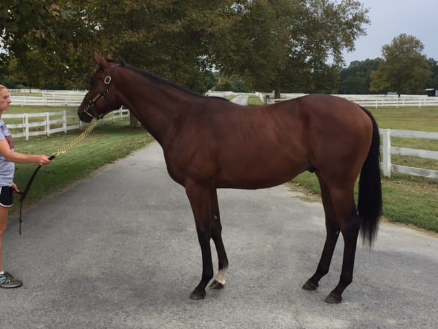 Hip 246, by Quality Road, is another Del-certified horse in the Yearling Sale. Photo courtesy of Candyland Farm.