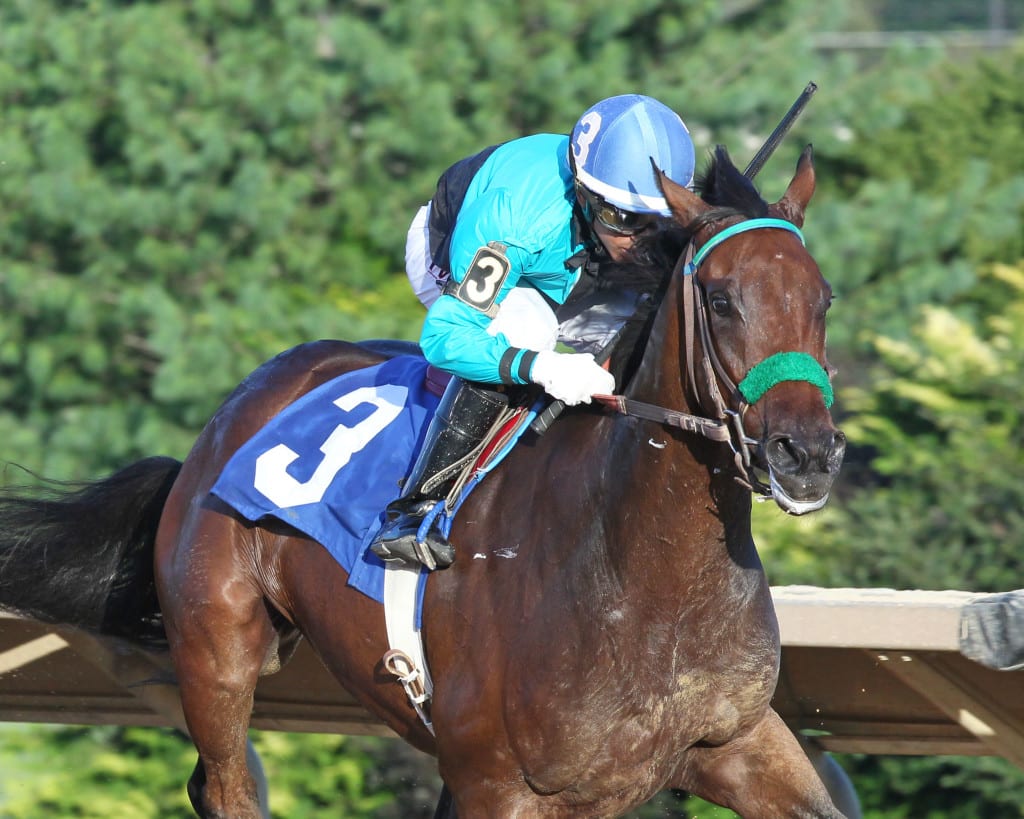 Stoweshoe won the Henry Mercer Memorial last month and looks to stretch out in the WVBC Triple Crown Nutrition Saturday. Photo by Coady Photography.