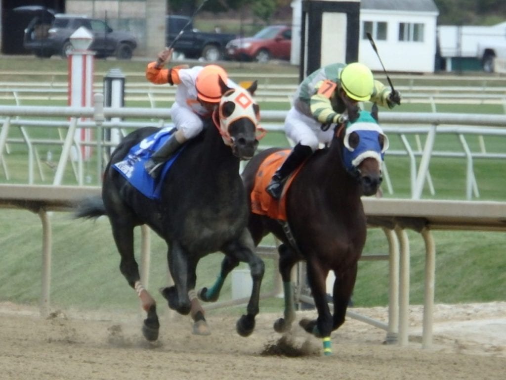 Ben's Cat (left) and Jack's in the Deck slugged it out in the Maryland Million Sprint, Jack's in the Deck prevailing by a nose. Photo by The Racing Biz.