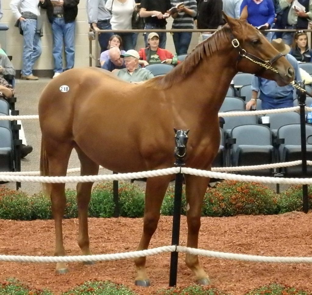 Hip 218 in the ring Tuesday at the Fasig-Tipton yearling sale. Photo by The Racing Biz.