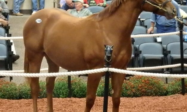 Theories abound on declines at Fasig-Tipton yearling sale