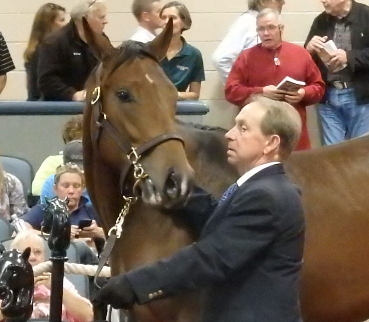 A yearling checks out the sale scene. Photo by The Racing Biz.