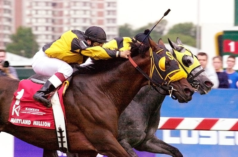 The gritty La Reine's Terms won the Maryland Million Turf in 2002 and 2005. Photo by Jim McCue, Maryland Jockey Club.