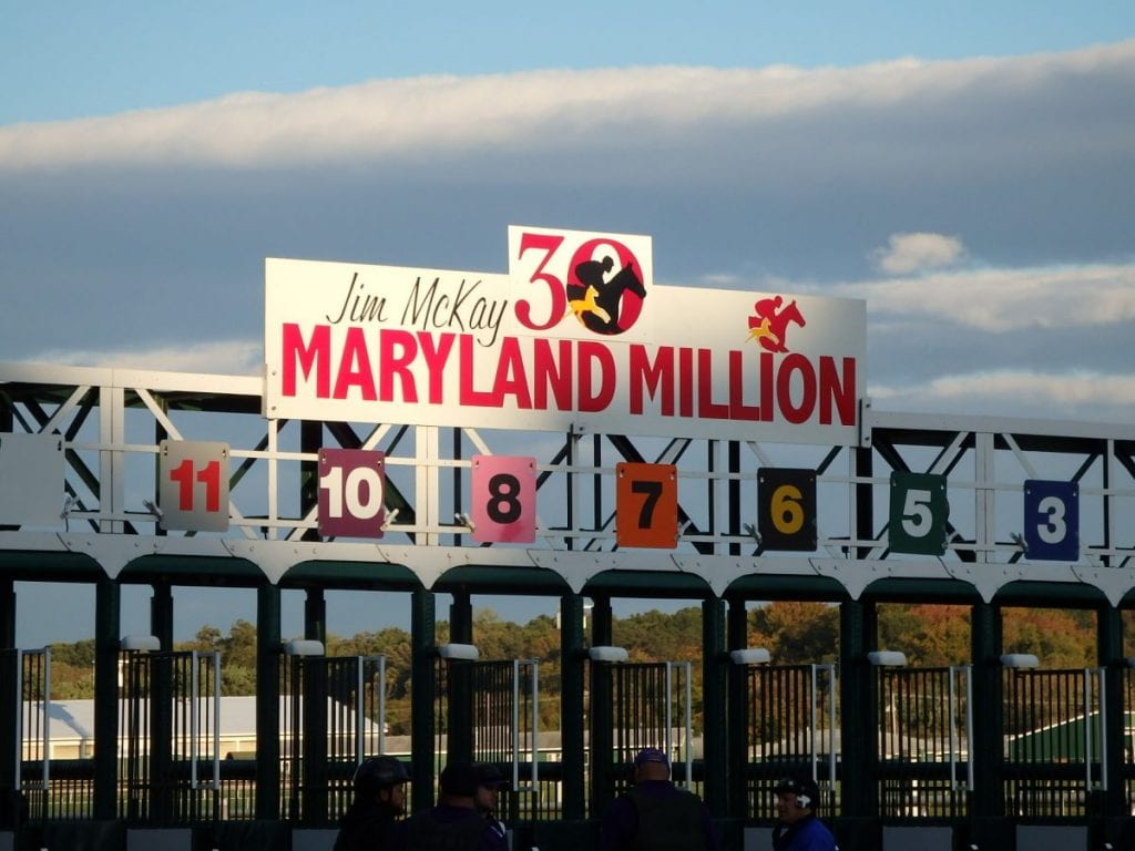 Maryland Million starting gate. Photo by The Racing Biz.