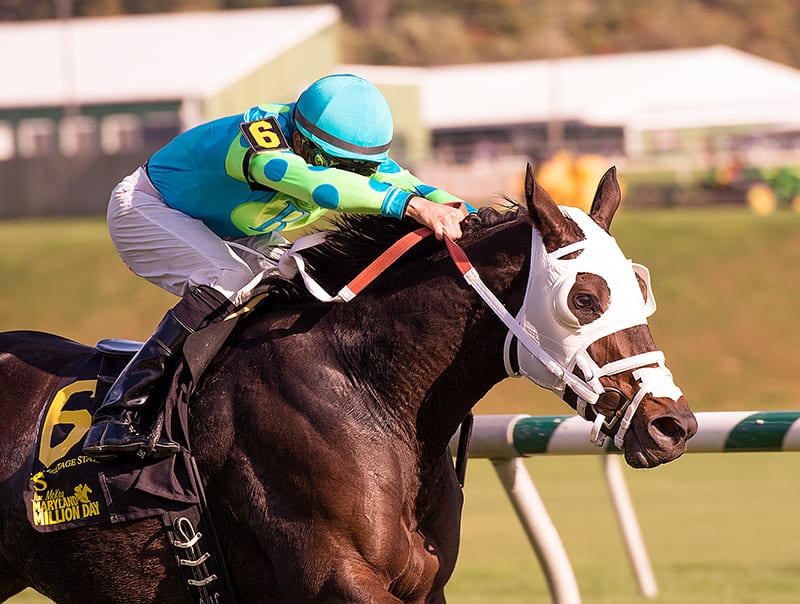 Monster Sleeping took the Maryland Million Ladies for the second time in three years. Photo by the Maryland Jockey Club.