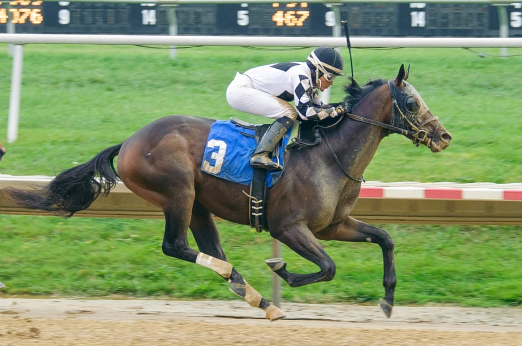 Ravenheart broke his maiden at first asking two weeks ago at Delaware Park. Photo by HoofprintsInc.com