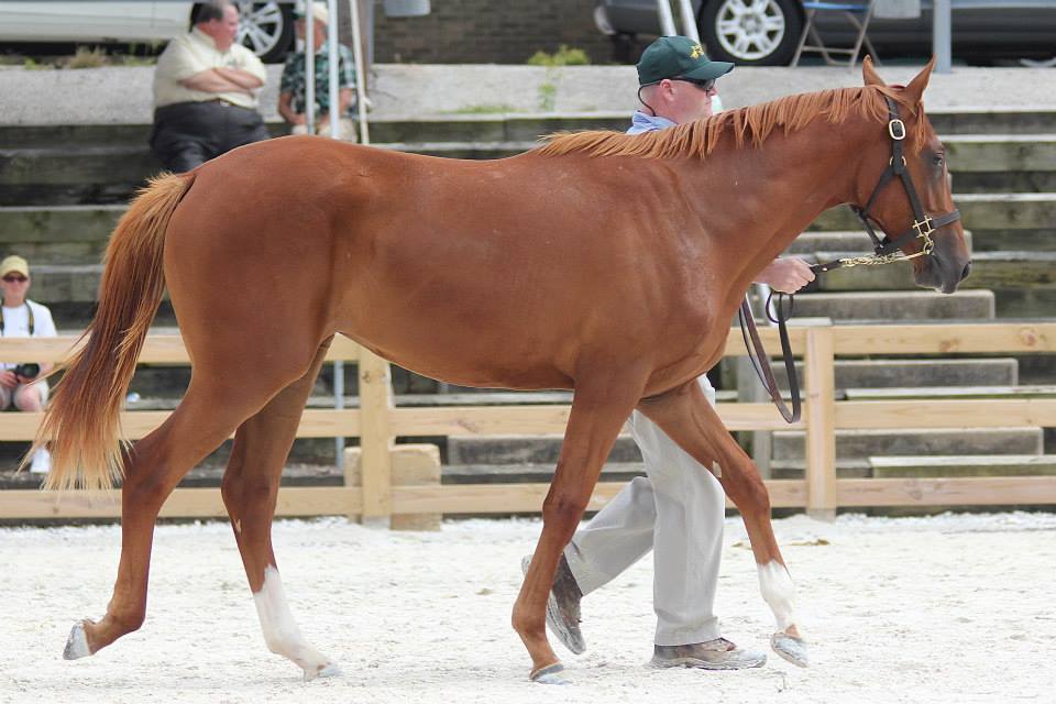 Yearling filly by Algorithms out of Silver Ashlee, by Red Bullet. Photo Dark Hollow Farm.