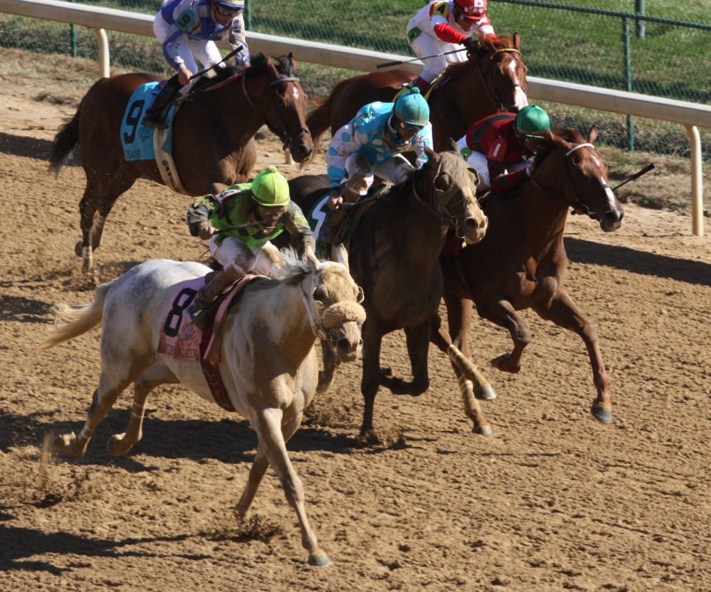 Breeders' Cup Marathon winner Afleet Again gave trainer Butch Reid a win in his very first Breeders' Cup start. Photo by © Breeders' Cup/Todd Buchanan 2011