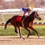 DTHA offers second chance stallion auction