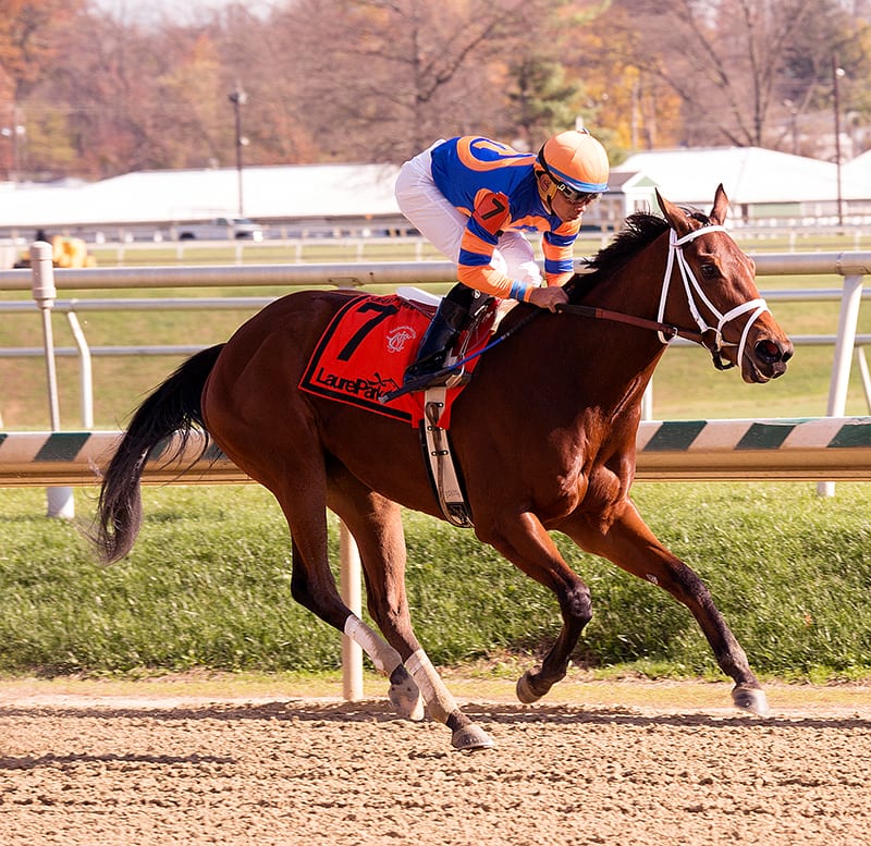 Lost Raven looks to make a triumphant return to Laurel Park for trainer Todd Pletcher. Photo by Jim McCue, Maryland Jockey Club.