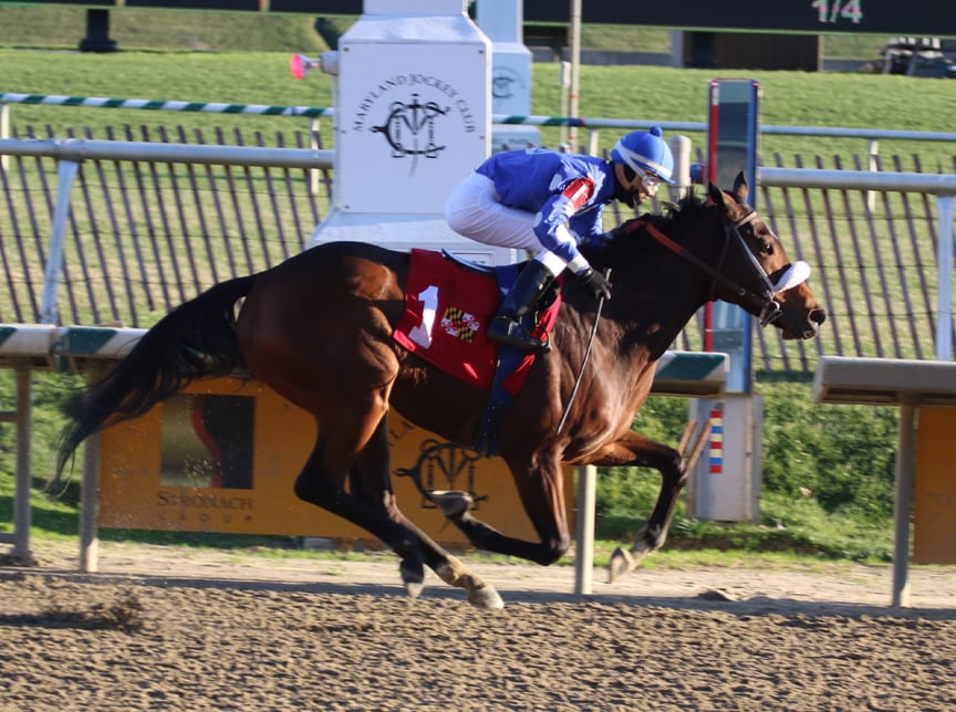 Love Came to Town won impressively in today's Nellie Morse Stakes at Laurel Park. Photo by Laurie Asseo.