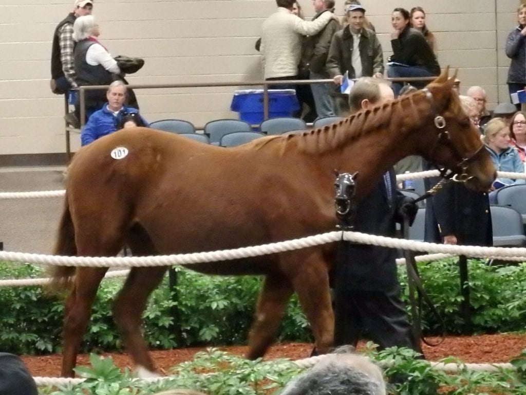 Hip 101, the sale-topping Curlin colt, brought a winning bid of $76,000. Photo by The Racing Biz.