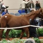 El Areeb set – maybe – to make return in City of Laurel