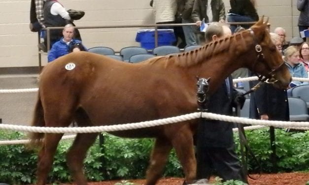 Midlantic-breds dominate Fasig-Tipton mixed sale