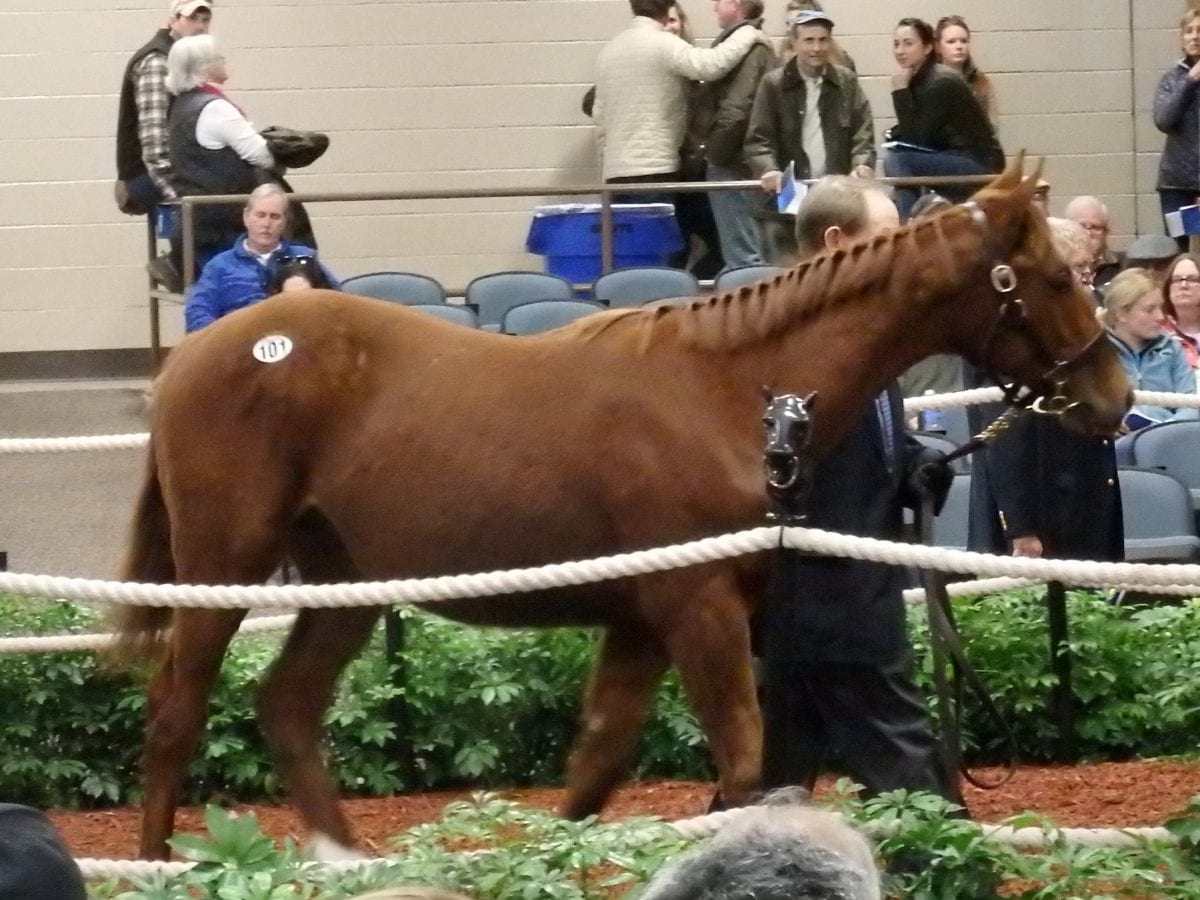 Hip 101, the sale-topping Curlin colt, brought a winning bid of $76,000. Photo by The Racing Biz.