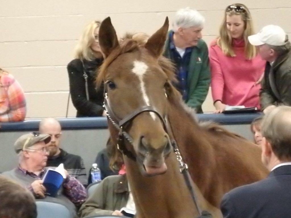 Hip 147 at Sunday's Fasig-Tipton Mixed Sale. Photo by The Racing Biz.