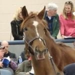 Shades of Alysheba in Chrome-Arrogate rematch