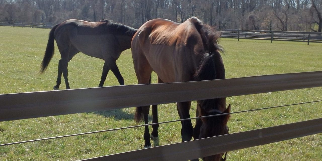 Retired racers star at PA Horse World Expo