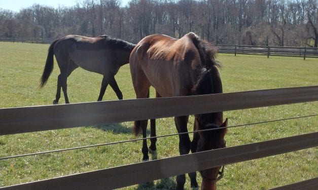 Number of mares bred in mid-Atlantic falls despite Maryland gains