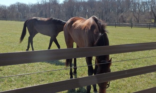 Mares bred figs continue steady decline