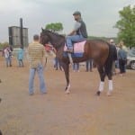 Nyquist, California Chrome head NTRA polls