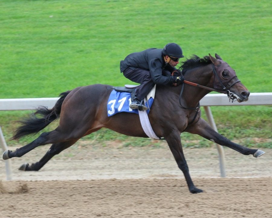 -10.0, 14 Awesome Maneuver, 14C Harlan’s Holiday, 16FTMAY, Hip #371–20160518 Hip 371