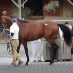 All signs positive for Exaggerator after Pimlico jog