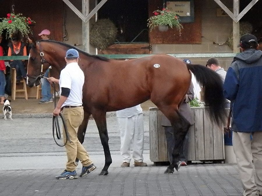 Fasig-Tipton