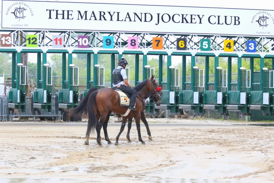 Nyquist, Pimlico, Preakness Week–20160512-2 Nyquist