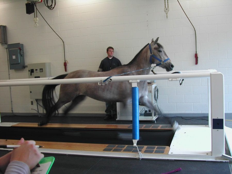 Improving treatments have helped more horses survive bouts of laminitis, but more remains to be done. Photo credit Colorado State University.