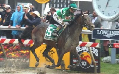 Exaggerator has final Pimlico gallop