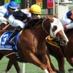 Bonita Farm adds Norumbega to stallion roster