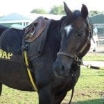 Motion hoping for good dilemma with Irish War Cry