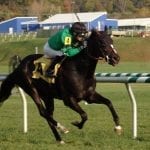 Thousands attend Thoroughbred Makeover