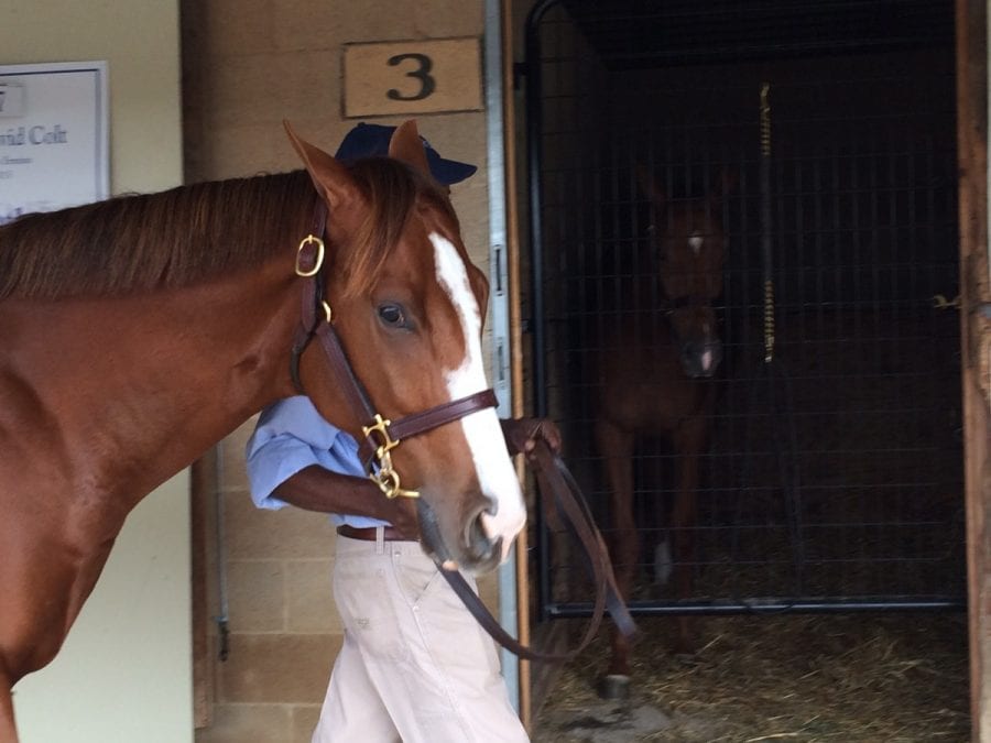 Fasig-Tipton