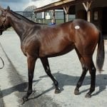 Saturday marks final 2019 episode of Off to the Races radio