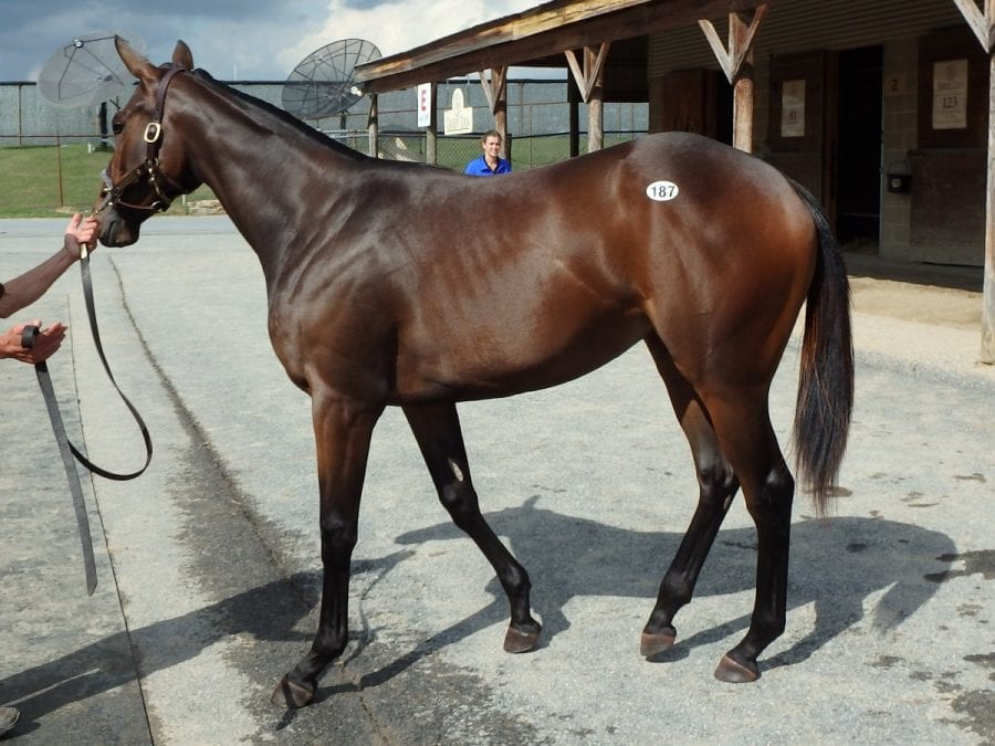 Fasig-Tipton