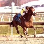 Tom Howard’s epic month culminates in De Francis win
