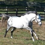 Maryland Racing Commission okays 162 live days in 2017