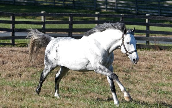 Bonita Farm adds Norumbega to stallion roster