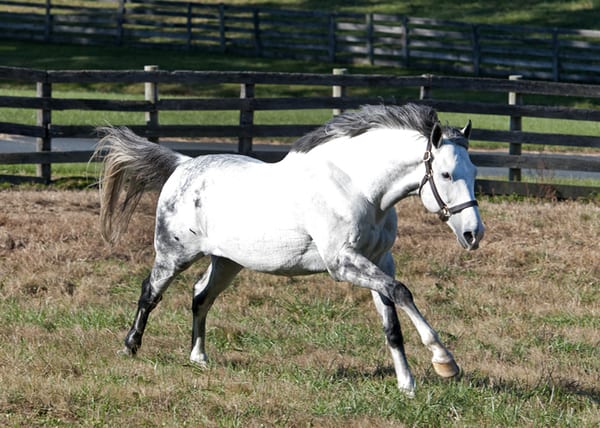 norumbega