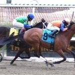Maryland Stallion Showcase set for Nov. 30