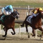 Cathryn Sophia tabbed as Md-bred Horse of the Year