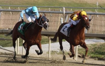 Irish War Cry powers to Holy Bull triumph