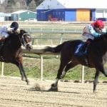 “Wow factor” horse Peace and Justice standing in Pennsylvania