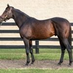 Star of Night wins My Sister Pearl thriller