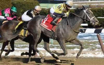 Sunny Ridge named top NJ-bred of 2016