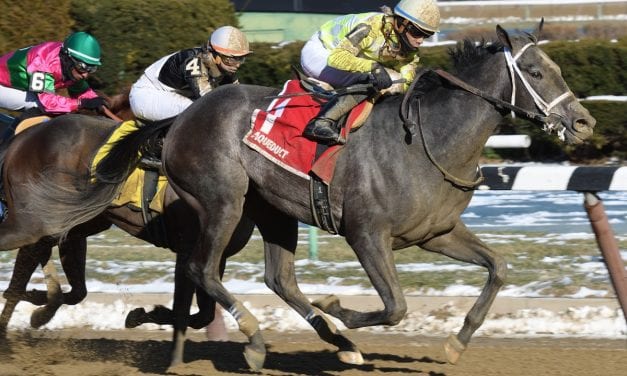 Sunny Ridge named top NJ-bred of 2016