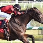 Md-based El Areeb favored in Gotham