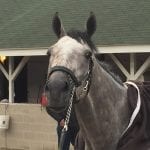 Finest City heads Midlantic-breds on Oaks day